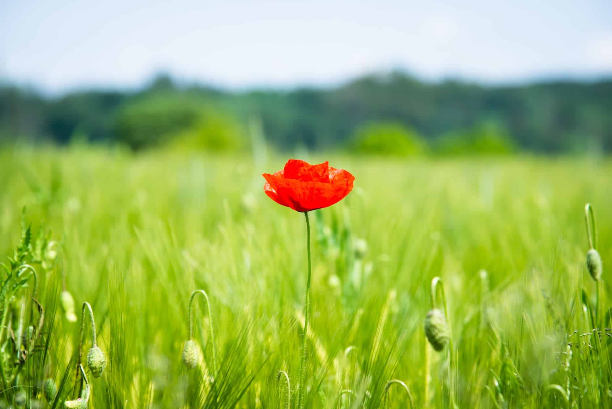 Mohnblume steht in einem Kornfeld an einem Sommertag (c) Markus Gürteler